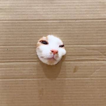 ネコは顔が通れば体も通るのか…穴をあけて検証してみると→想像以上にかわいすぎる展開が60万再生「手が生えたり顔が生えたりｗ」「笑った」