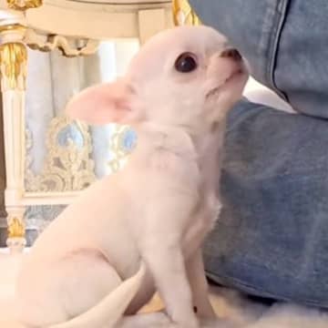 お迎え予定の『極小子犬』と初めて会い、レクチャーを受けていたら…『初対面とは思えない行動』が尊いと132万再生「涙が…」「天使すぎる」