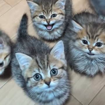 腹ペコの子猫たち→ごはんの時間が近づくと…反則級にかわいい『大合唱の光景』が174万再生「口が可愛すぎる」「全員食べたくなった」