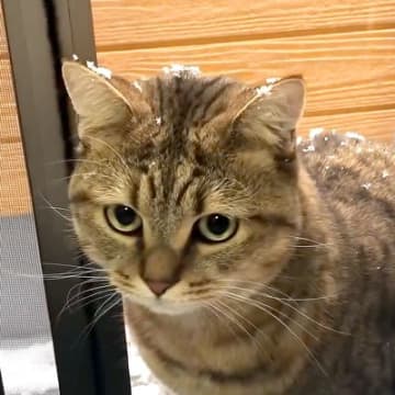 ネコが『生まれてから２度目の雪』を見た結果→テンションが上がりすぎてしまい…『まさかの行動』が15万再生「好奇心旺盛だね」「無邪気」