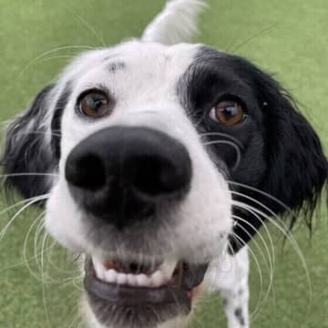 犬にネギは絶対にNG　ネギ類を食べてしまったときの対処方法とは