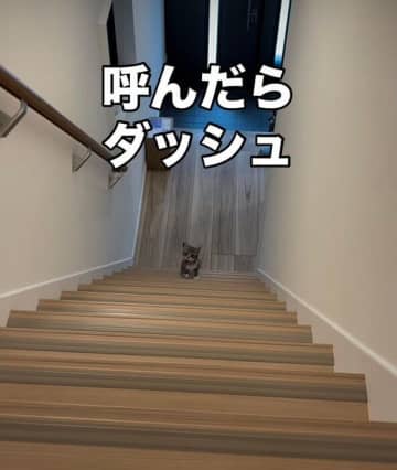名前を呼んだらダッシュで来てくれる子猫の心理とは？獣医師解説
