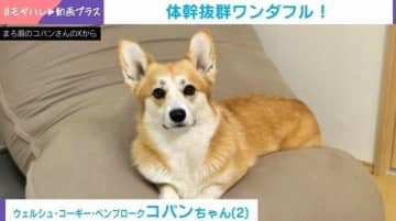 バランスボール“初挑戦”で見事に乗りこなす犬 体幹抜群＆誇らしげな姿に「怖がってないの、すごい！」驚きの声
