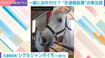 一緒に片付け？引退競走馬がスタッフにピタリと寄り添う姿にほっこり「可愛い可愛い！」「お利口さんだし、甘えん坊」
