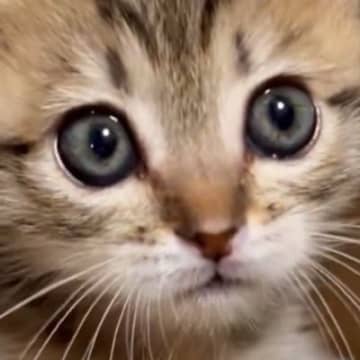 子猫との遊ぶ時間を確保できなかった結果→ちょっぴり怒ってしまい…ニヤけずにはいられない行動に１万いいね「ワンッｗ」「全然怖がれないｗ」