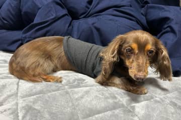 【究極の選択】「足が短い犬」で連想する犬種は？　ダックスフンドとコーギー、かわいい頂上決戦が勃発