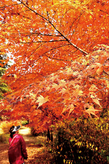 埼玉を代表する景勝地、嵐山渓谷で紅葉が見頃　モミジやカエデ、清流と美しい景観を織り成す　12月7日まで「紅葉まつり」、29日からイベント　町名の由来は本多静六「京都の嵐山に似ている」