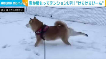 けりけりぴーん！積もった雪を、後ろ足で跳ね上げる柴犬に「楽しそうで何よりw」「綺麗に決まってます！」と反響