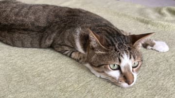 飛込の日本代表だニャ！？足ピーンの“芸術点満点”な伸びをする猫が話題！カメラ目線もばっちり「クセ強すぎてキュン」【激かわアニマル奇跡の瞬間】