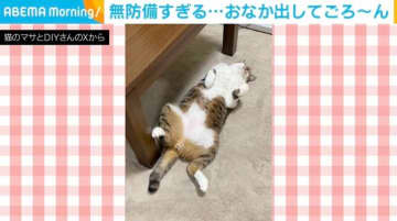 無防備すぎ…おなか丸出しで爆睡するも、しっぽだけ動いてしまう猫に「全てが可愛い過ぎて倒れそう」「枕にしたい！」と絶賛の声