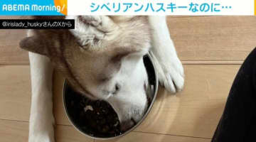 シベリアンハスキーなのに…初めての床暖房で“だらーん”と寝そべってしまう姿に「デビューおめでと」「極寒をぬくぬく乗り越えて！」と反響