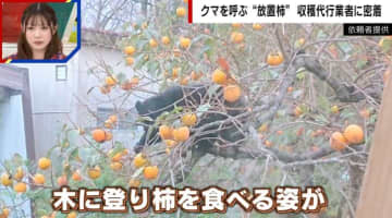 「柿を狙うクマ」が各地で相次ぐ 器用に木を登って実を食べあさる姿…付近の箱ワナで捕獲