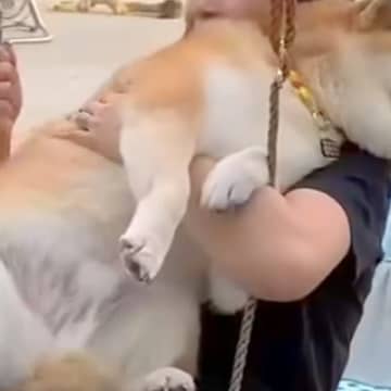 乗り物が大好きな柴犬→お庭に『ブランコ』を設置した結果…あまりにも過酷な『まさかの光景』が34万再生「もはや筋トレで草」「幸せな顔ｗ」