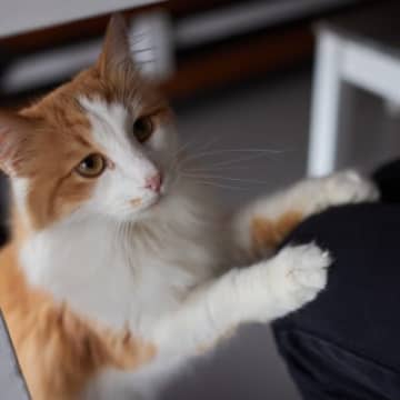 猫が『飼い主の上に乗ってくる』理由5つ　場所によって異なる意味や応え方も解説