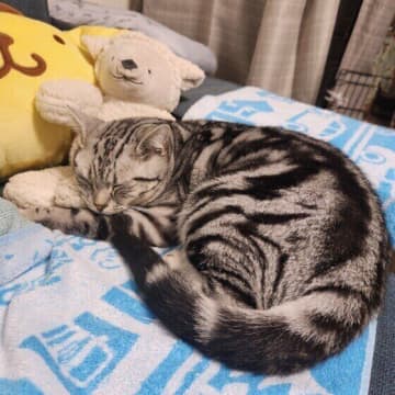 猫が寒いときのサインとは？　おすすめの寒さ対策とともに獣医師が解説