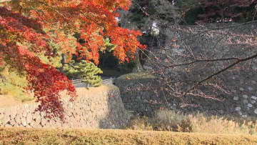 皇居「乾通り」秋の一般公開始まる…5000人以上が散策　予約不要・12月7日までの午前9時～午後3時