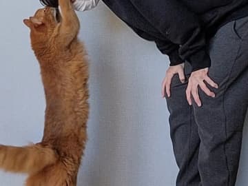 飼い主「褒めてもらった」　仕事を終えて帰宅すると、愛猫が…「なでなでしてる」「最高のご褒美」