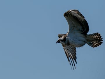 800mm相当を手持ち撮影レビュー！ F2.8通しの超望遠ズームと2倍テレコンでミサゴのダイブを狙ってみた