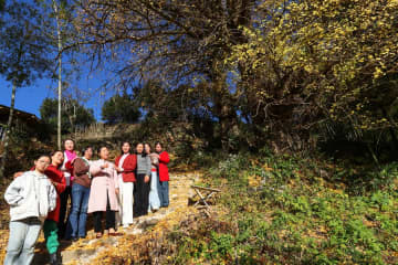 イチョウの黄葉が観光客を魅了　中国・武夷山市