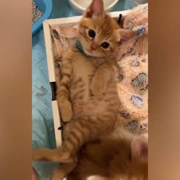 インテリア小物 瞑想ねこ 茶トラ猫(〃ω〃) ちゃちゃさん