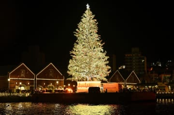 函館、巨大ツリーの点灯始まる　港町がクリスマスの装い