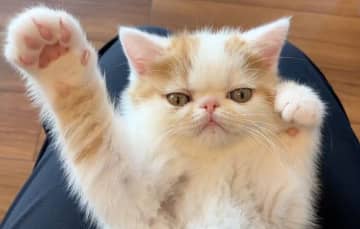 膝の上に乗せたら、突然「エアふみふみ」を開始！　甘えん坊な子猫が見せた可愛いしぐさに悶絶