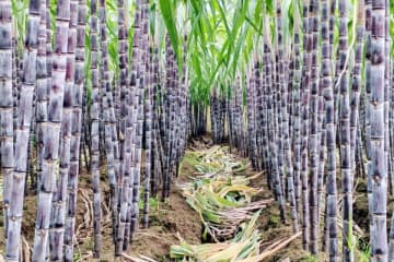 「サトウキビを盗める畑」が人気、仕掛け人の収入は数倍に―浙江省