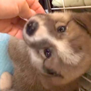 保護当初はご飯も食べなかった子犬→少しずつ心を開いて…10日後『完全に家族になった光景』に反響「出会えてよかった」5年が経った現在も