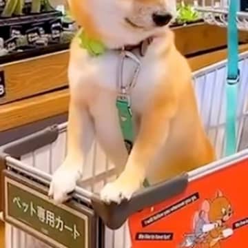 おばあちゃんと買い物に来た犬→途中でトイレに行くと…絵に描いたような『ぴえん顔』が31万再生「抱きしめてあげたい」「すごい探してる」