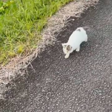 3日前から『鳴きながらさまよう子猫がいる』と情報が入り、探していると…涙せずにはいられない光景が255万表示「よく頑張った」「泣ける」