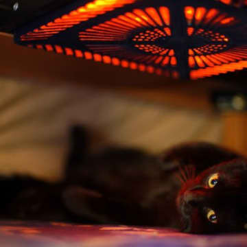 猫がいる部屋で絶対NGな『防寒対策』4つ 起こりうるトラブルから正しい方法まで解説