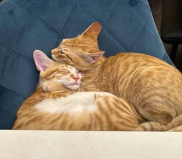 保護猫兄弟の“イチャつき現場”を目撃した先住犬は、気まずそう!? 絶妙な距離感に笑みがこぼれる