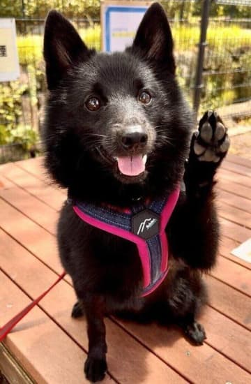 「ハーイ」のポーズが約1.4万いいねで話題の愛犬 持ち前のやんちゃさで家族を支える姿に心温まる