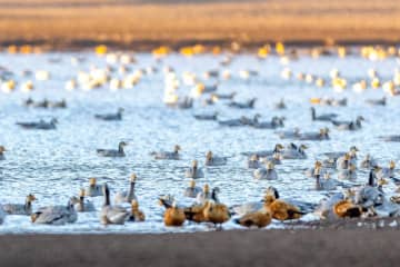 中国西蔵自治区ルンドゥプ県に多くの渡り鳥が飛来