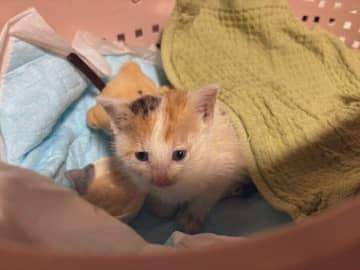 体重200gで保護された子猫！とっても小さな体から“ボス猫”を目指す勢いですくすくと成長