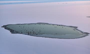 凍った松花江に開いた水面、マガモ集う　中国・ハルビン市