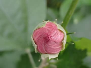 植物観察の楽しみが一気に広がる！樹木医・櫻井健太さんに伺う花が咲く前の「つぼみ」の世界