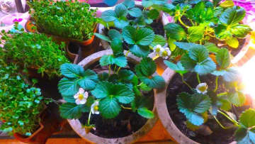 田舎暮らしとは「ワーク・イズ・ライフ」である／自給自足を夢見て脱サラ農家40年（77）【千葉県八街市】