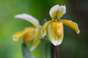 11月30日の花とは？【366日の誕生花と幸せの花言葉】