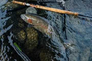 【本流釣り】深まる秋、犀川のセカンドシーズン真っ只中！　太い流れに磨かれた極太レインボー