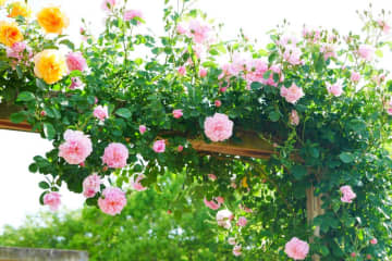 5月のバラ庭を夢見て、冬のうちに、さあ苗を植えよう！【ガーデニング】