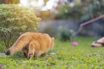 「ムチムチのモフモフ」迷子のぽっちゃりネコがかわいすぎ…警察の投稿に「飼い主食べちゃったんじゃないのw」