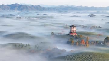 広大な茶畑を包む朝霧　中国貴州省湄潭県