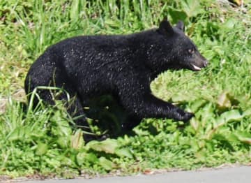 クマとの対峙で警察官が猟銃を撃つリスクと厳しい現状…猟師は45年で30万人減、6割が60歳以上