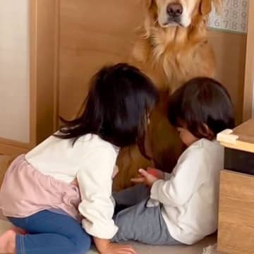 母に近づきたい大型犬→目の前で『女の子と男の子』が遊び始めてしまい…まさかの『優男すぎる対応』が209万再生「眼差しがｗ」「見習いたい」