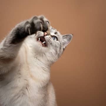 猫が『猫パンチ』をしてくる3つの理由 実はいろんな種類がある?正しい対応方法まで
