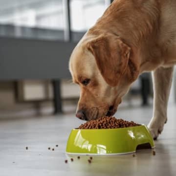 犬が『過食症』になっているサイン4選 ご飯を執拗に欲しがるときにすべき正しい対応まで解説