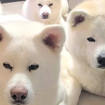 おやつを待つ4頭の秋田犬に『伏せ』をさせた結果→にじり寄ってきて…半端じゃない『圧』が9万表示「目が真剣で可愛い」「ほふく前進ww」