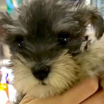 手のひらサイズの『天使のような小型犬』をお迎え→大切に育てた結果…思っていたのと違う『成長』が67万再生「可愛すぎる」「愛情たっぷり」