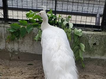 飼育員がエサをあげた後に…　おじいちゃんクジャクの驚きの変化に「初めて見た」